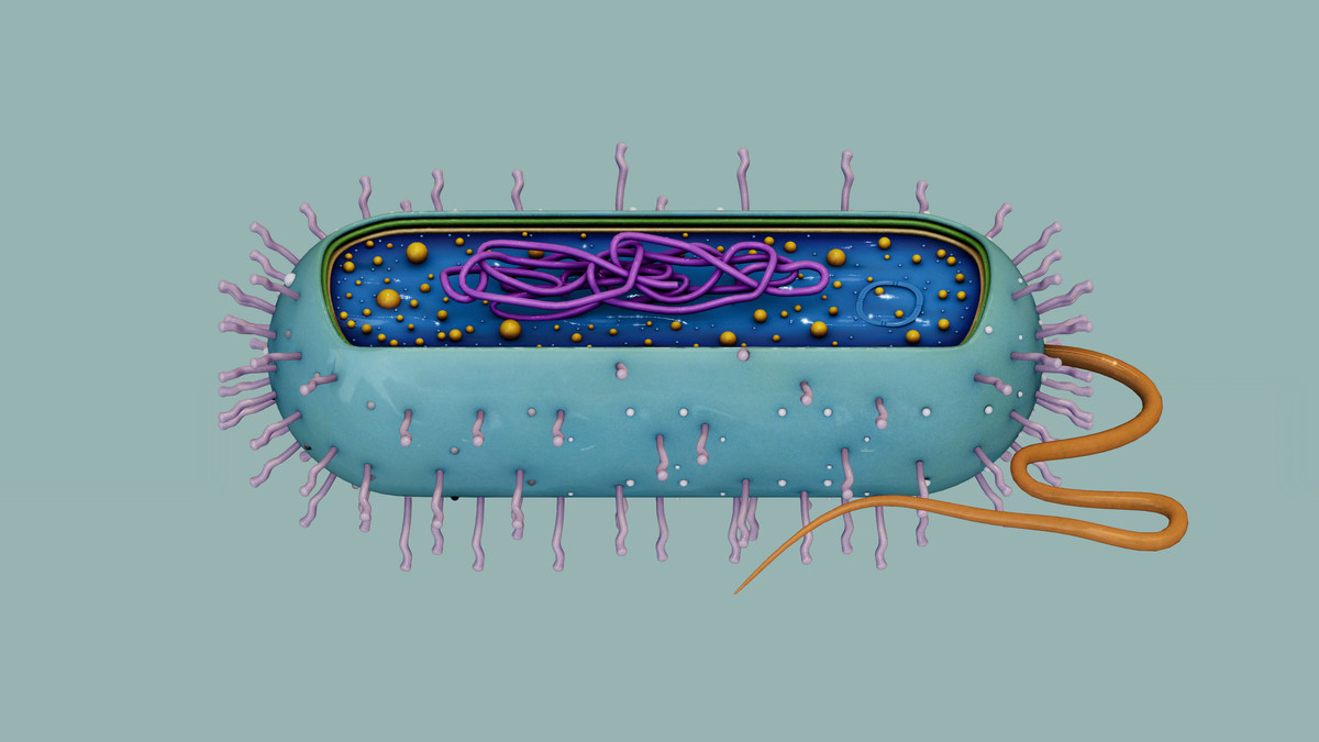 Prokaryotic Bacteria Cell - Cross Sections