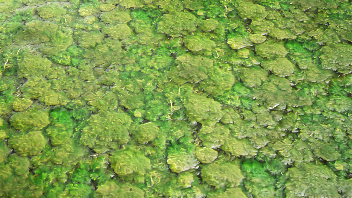 Stylized Materials - Moss 1