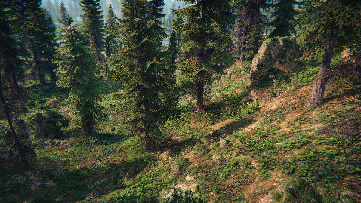 Spruce Forest