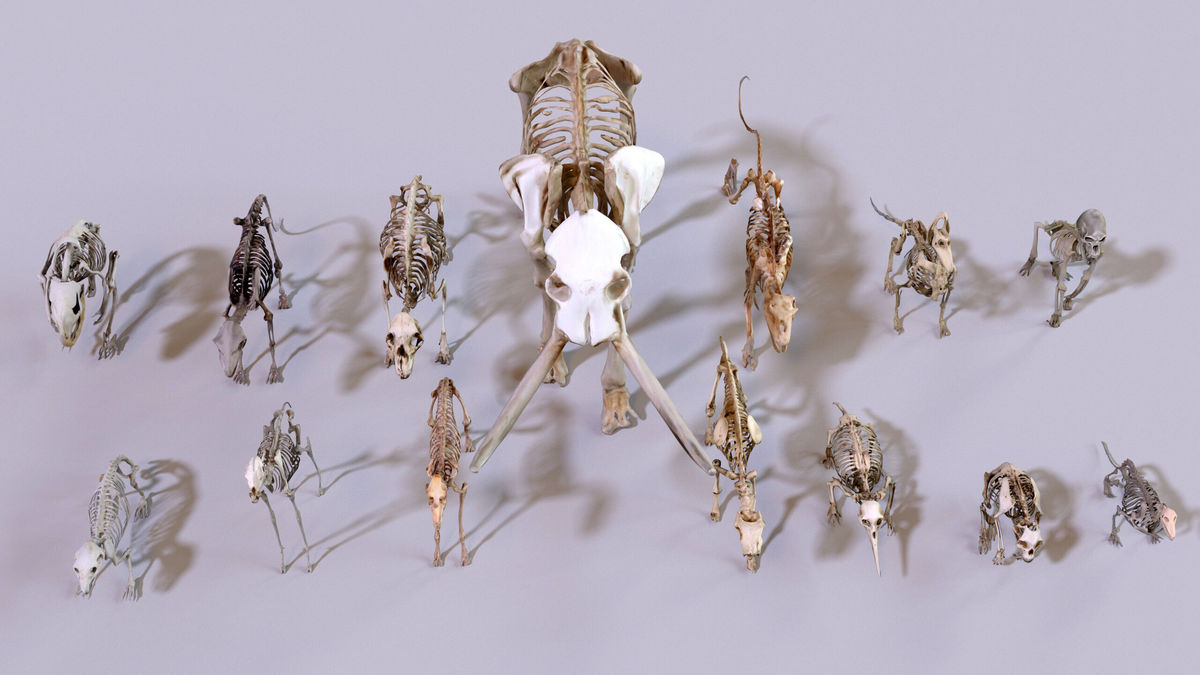 Ultimate Skeleton and Skull Pack. Game-ready low-poly assets