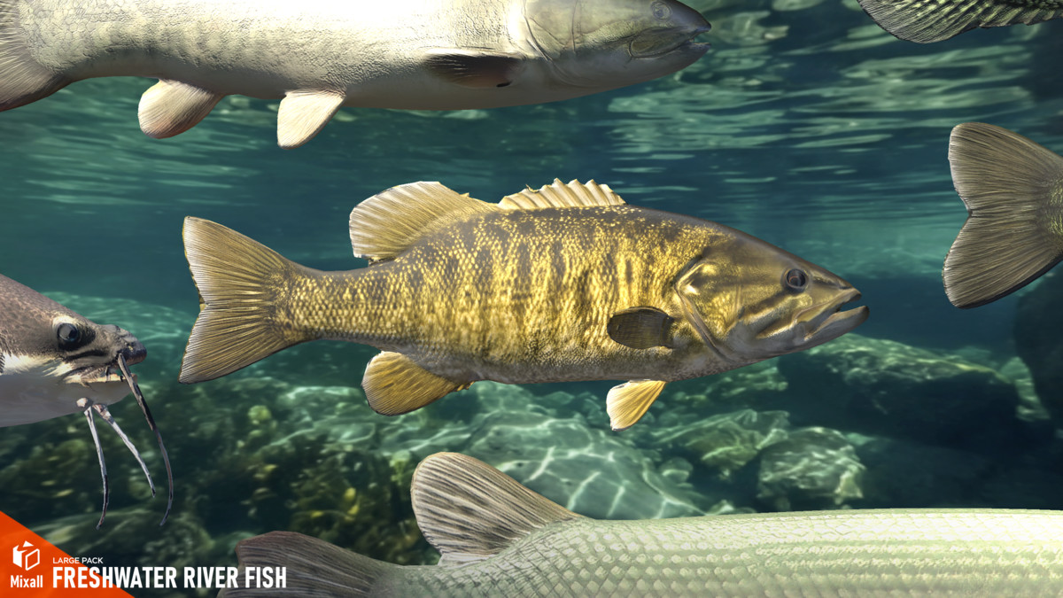 Freshwater river fish - large pack