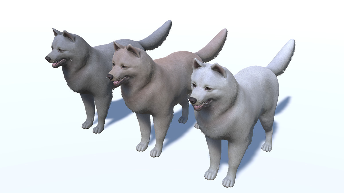 Dog - Samoyed