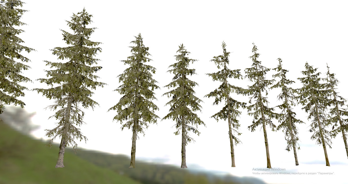 Spruce Trees
