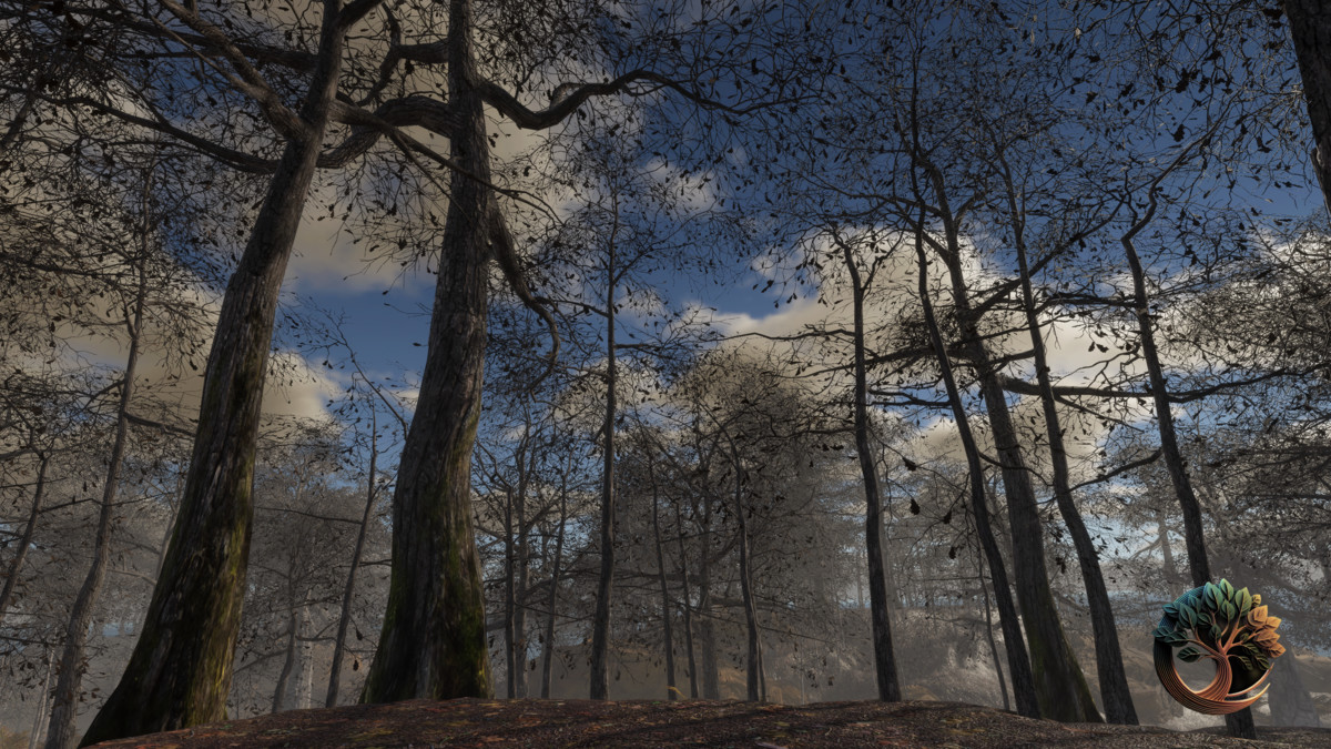 Broadleaf Forest