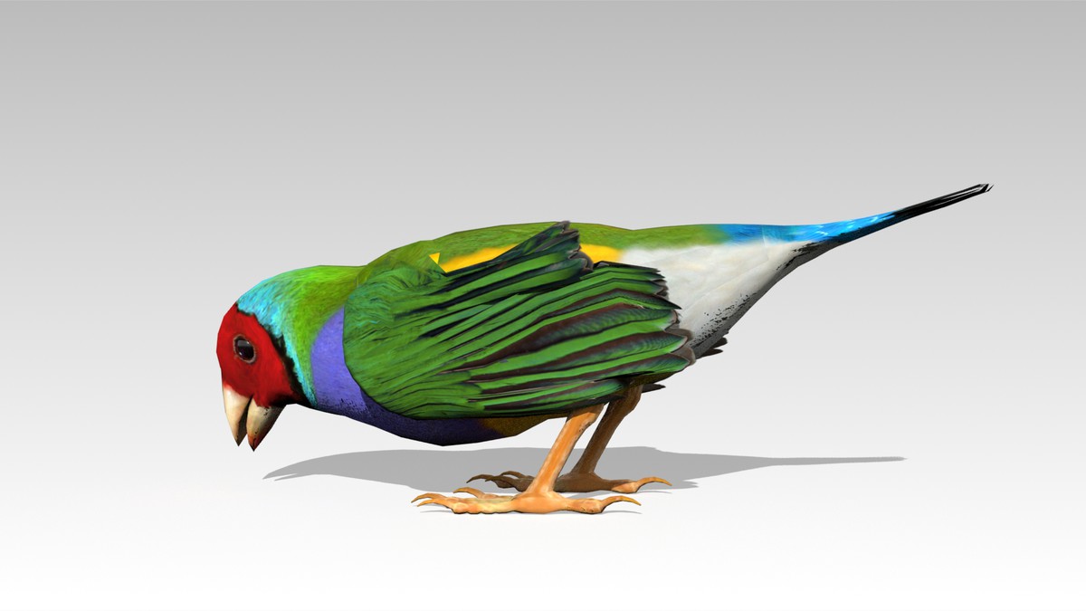 Gouldian Animated