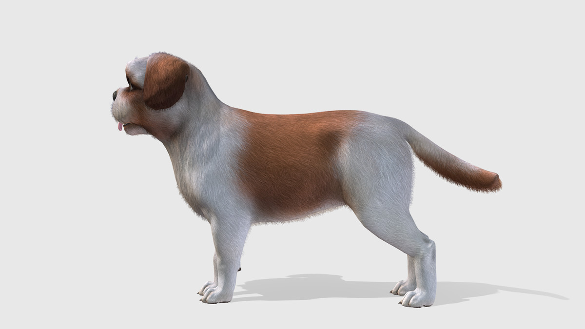 Dog - Shih Tzu