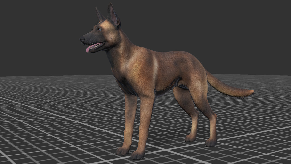Dog - Belgian Malinois
