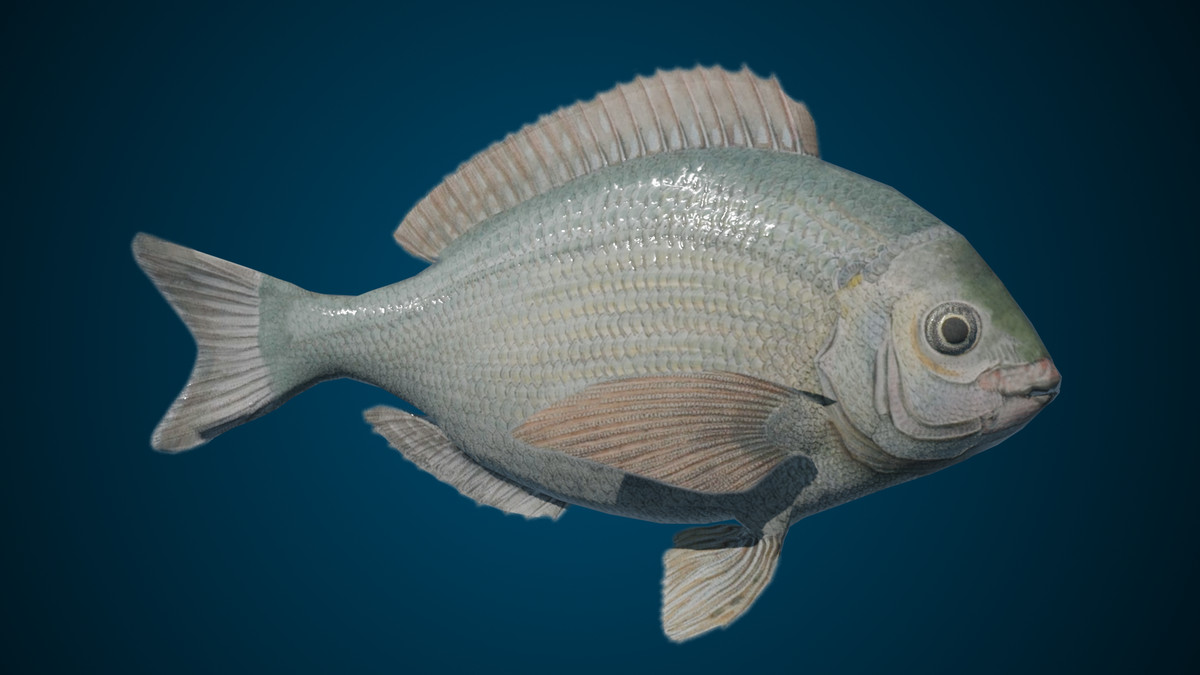 Animated Fish (Black Seabream)