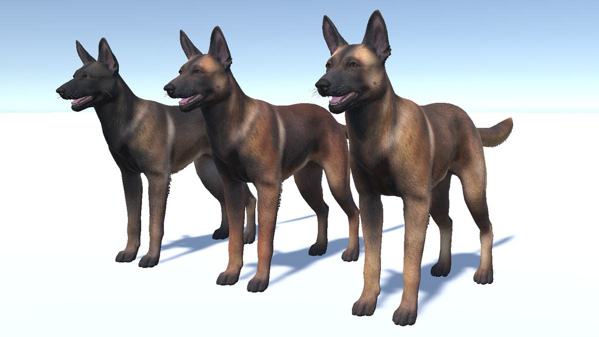 Dog - Belgian Malinois