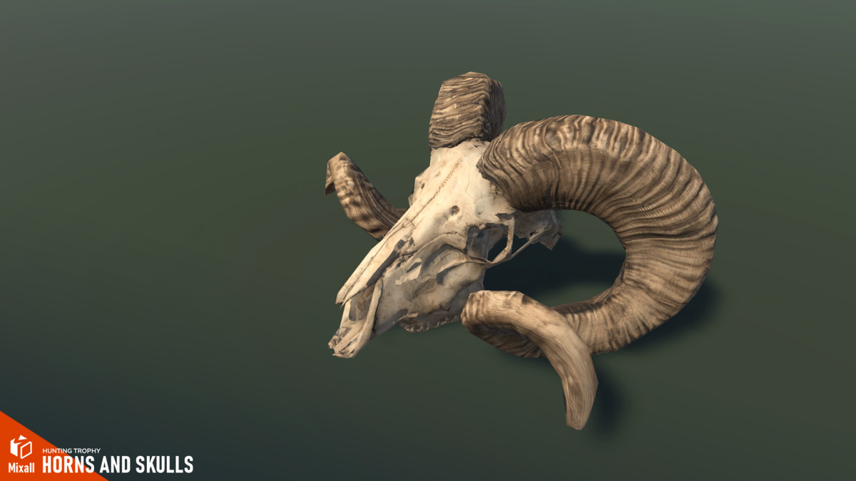 Horns and Skulls – Hunting Trophy
