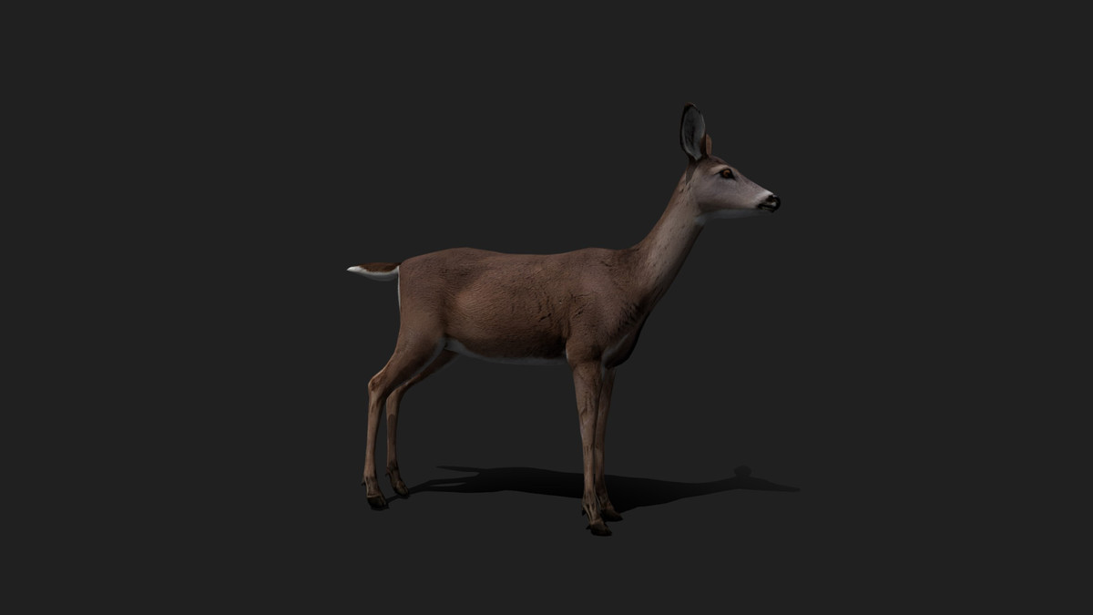 WILDPOLY - Animated Animals – Realistic Pack
