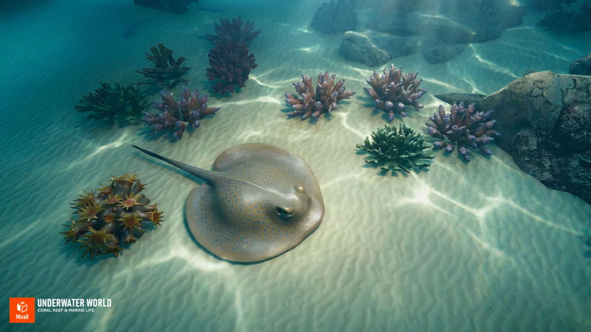 Underwater world - Coral Reef & Marine Life