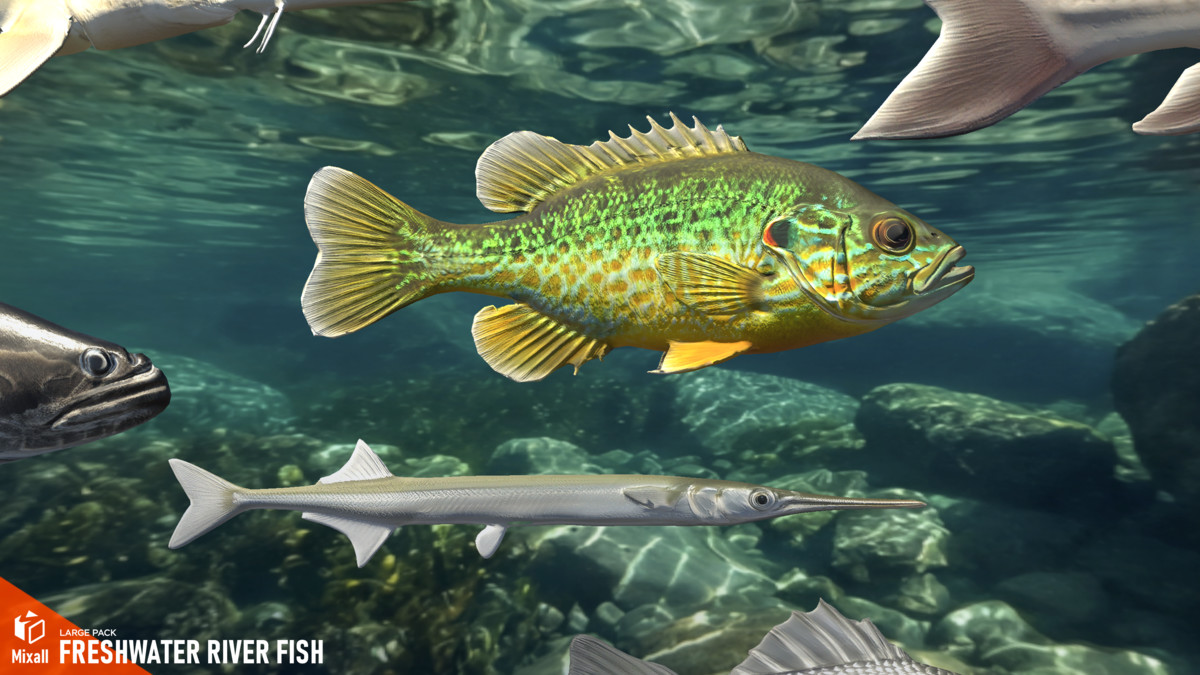 Freshwater river fish - large pack