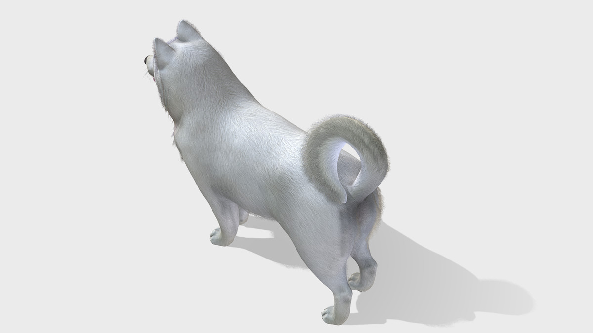 Dog - Samoyed