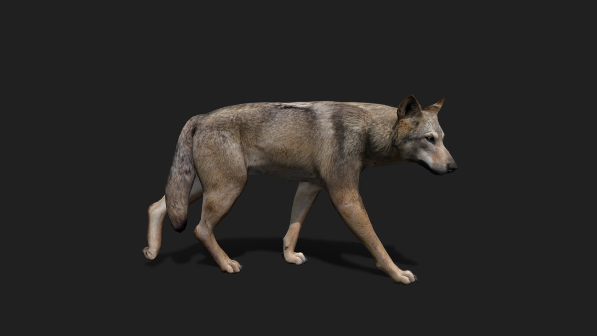 WILDPOLY - Animated Animals – Realistic Pack