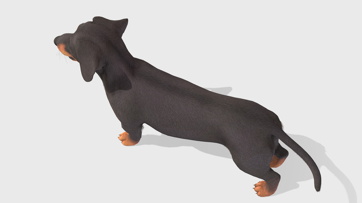 Dog -- Dachshund