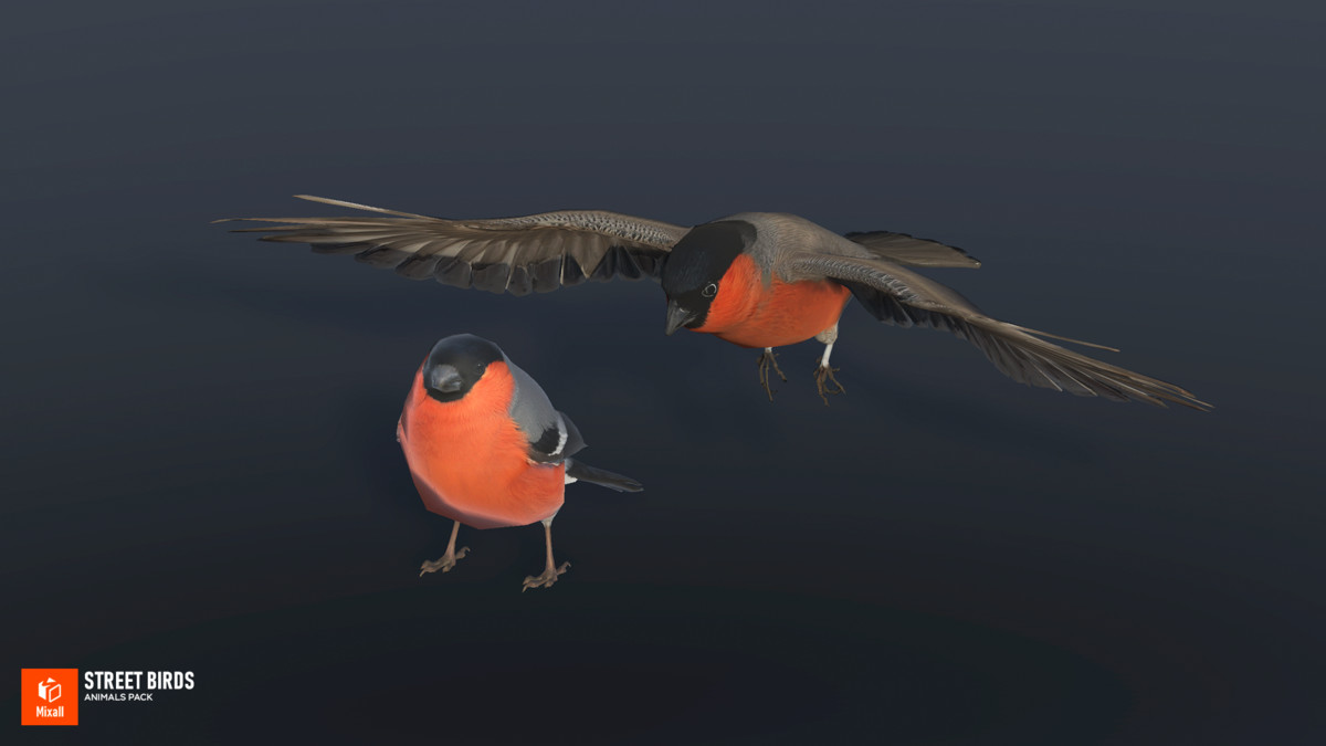 Street birds - animals pack