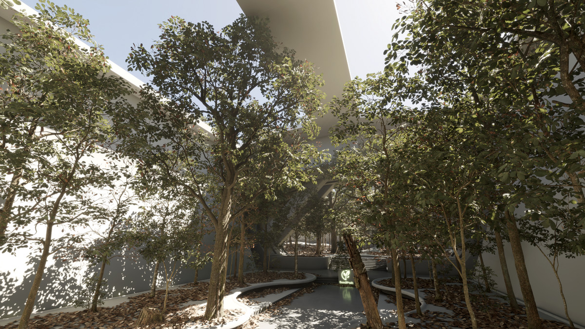 Forest Oak Trees
