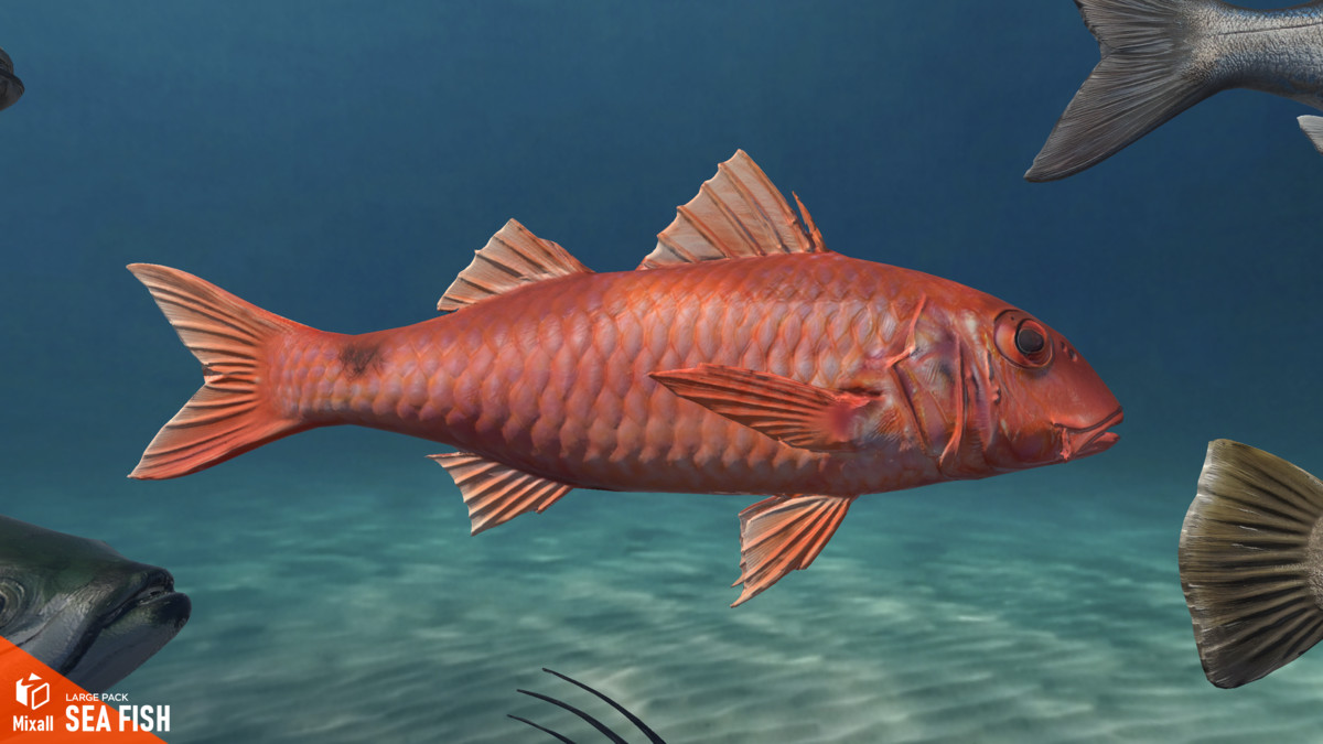 Sea fish - large pack