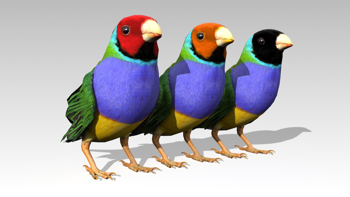 Gouldian Animated