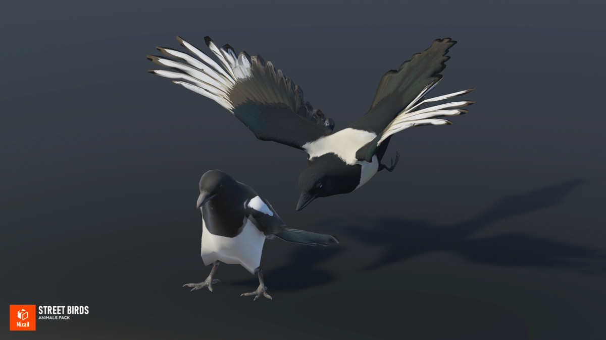 Street birds - animals pack