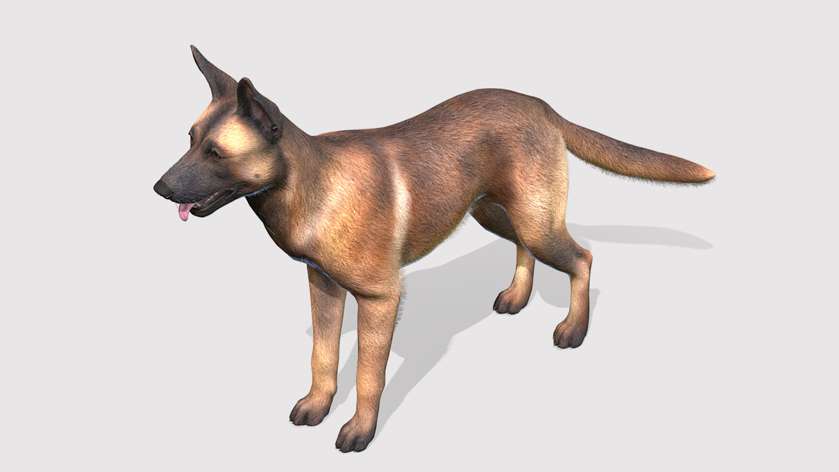 Dog - Belgian Malinois