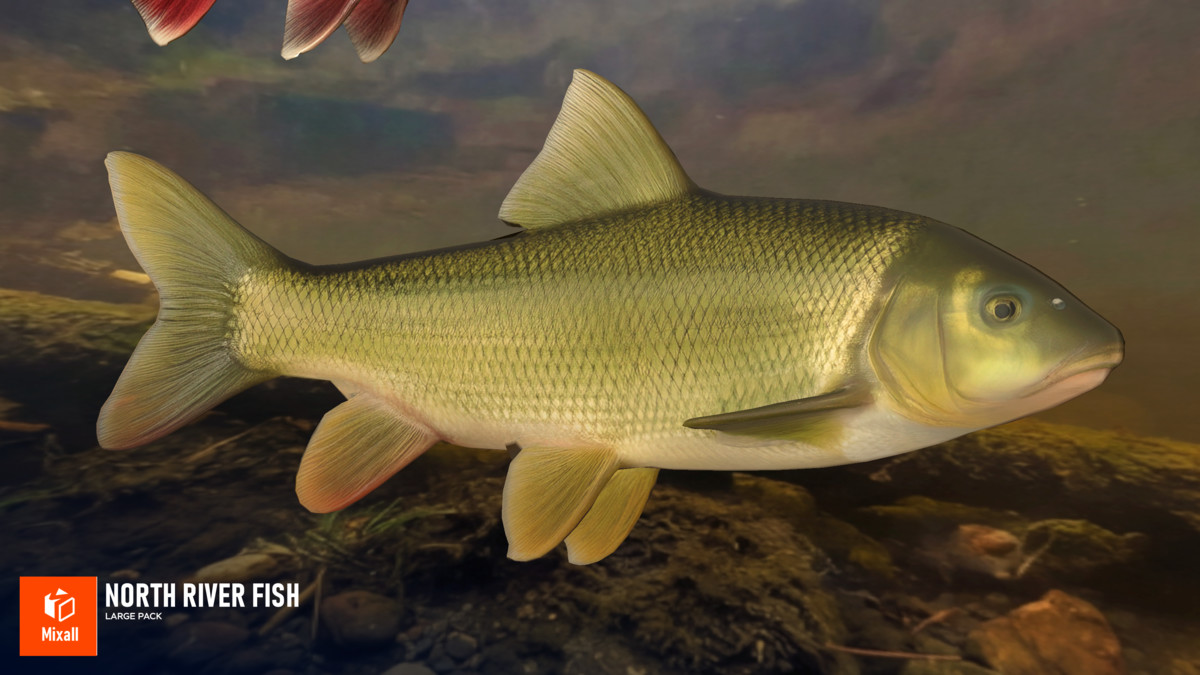North river fish - large pack