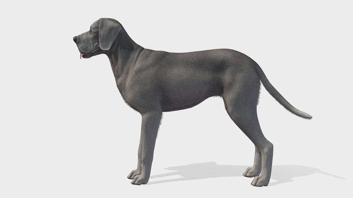 Dog - Great Dane