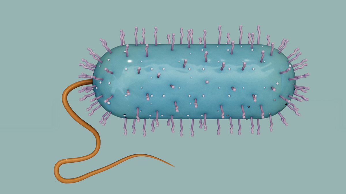 Prokaryotic Bacteria Cell - Cross Sections