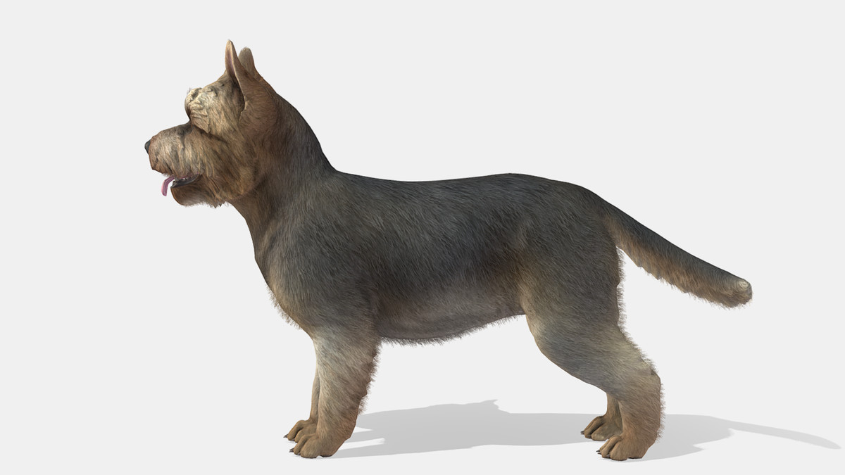 Dog - Yorkshire Terrier