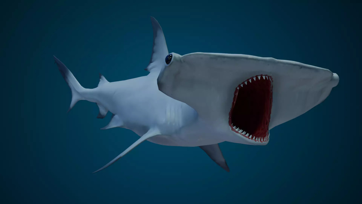 Animated Sharks Bundle