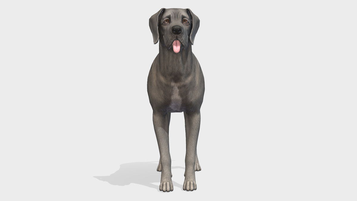 Dog - Great Dane