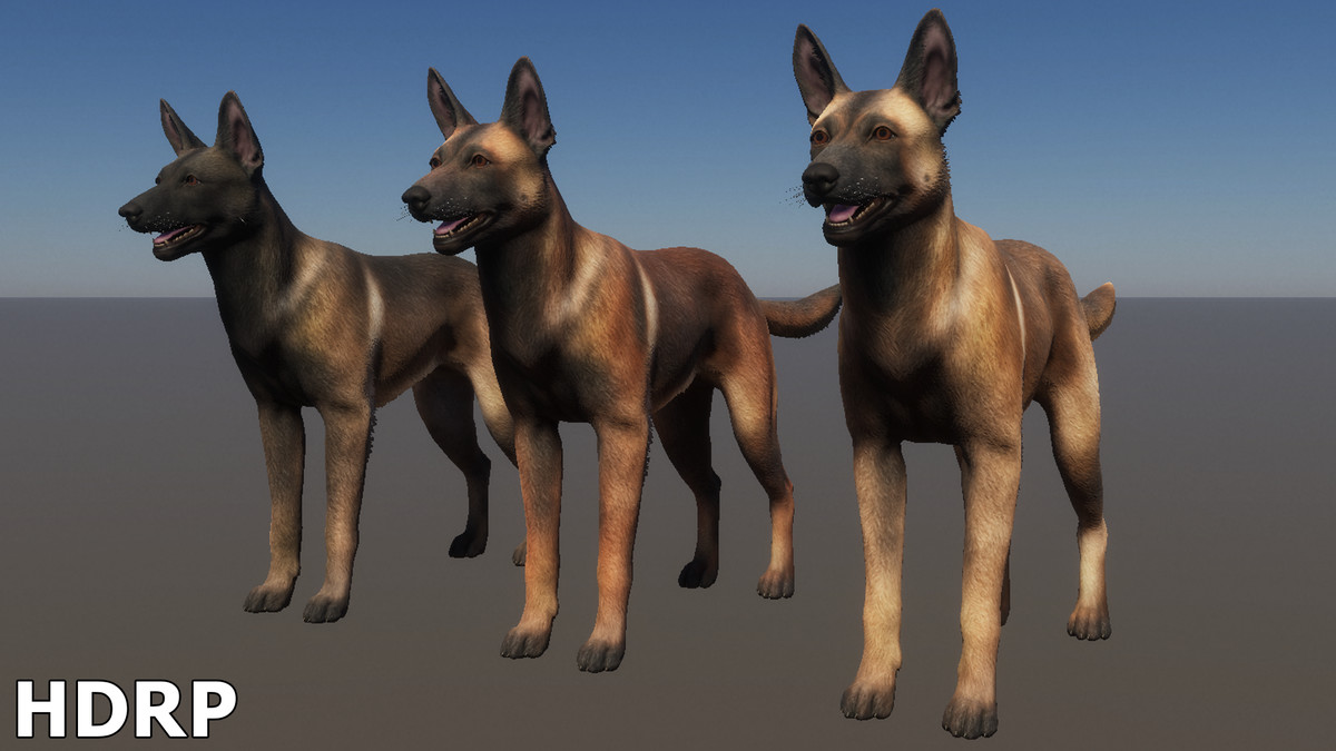 Dog - Belgian Malinois
