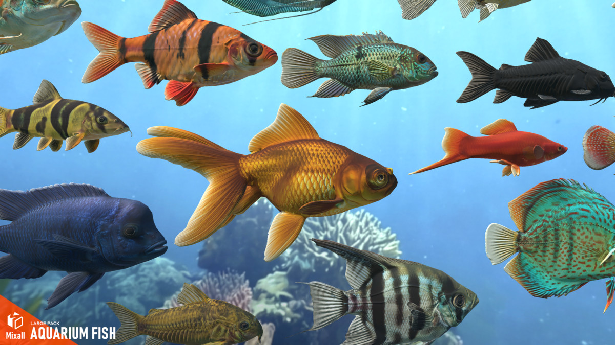 Aquarium fish - large pack