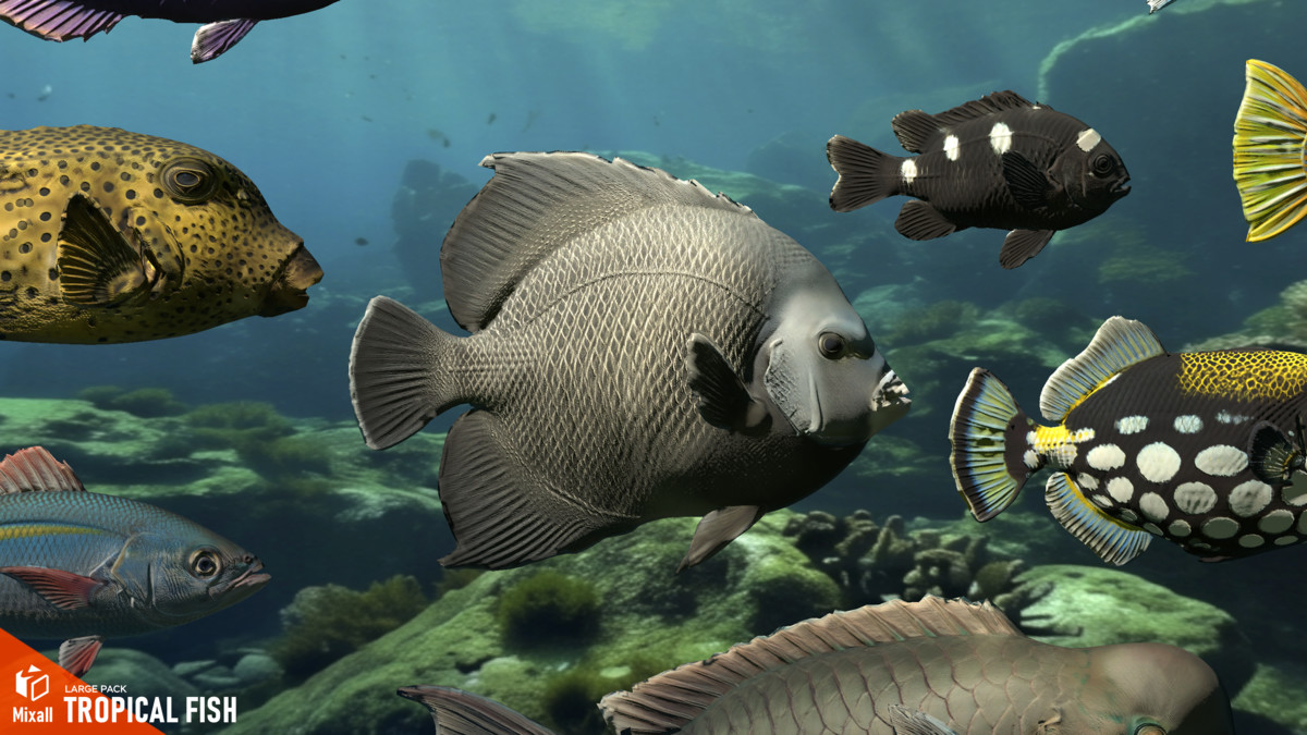 Tropical fish - large pack