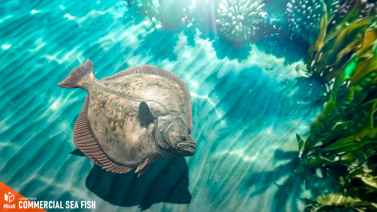 Commercial sea fish - large pack