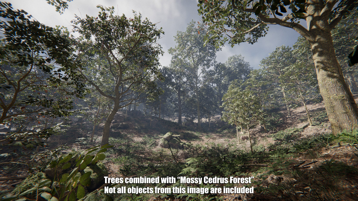 Forest Oak Trees