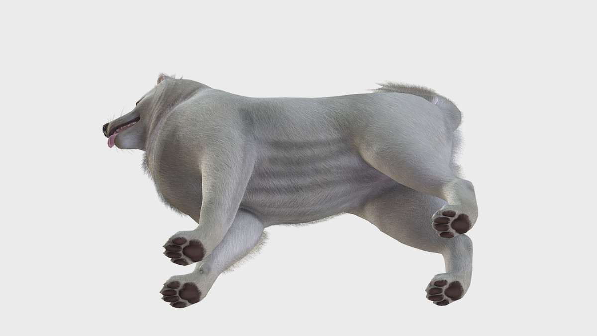 Dog - Samoyed