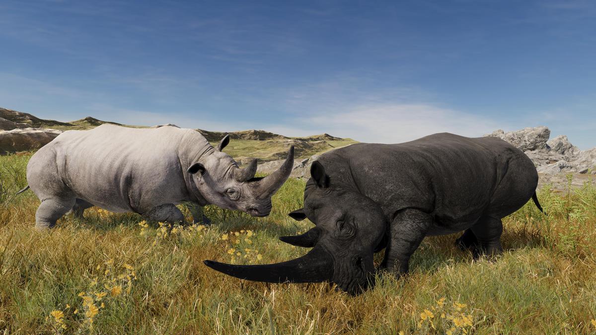 Realistic African Rhinoceros