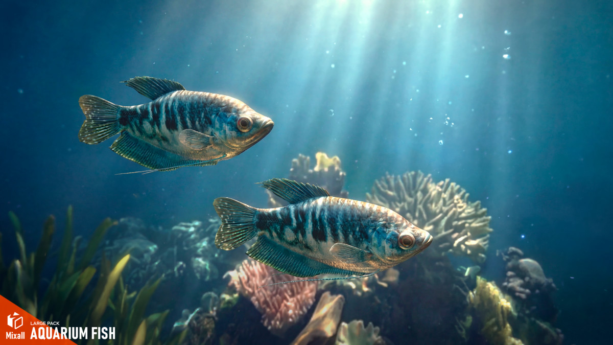 Aquarium fish - large pack