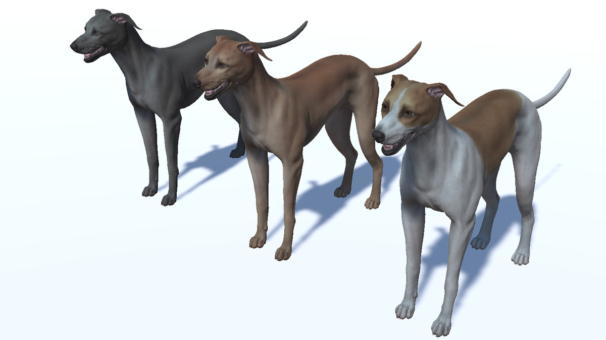 Dog -- Greyhound