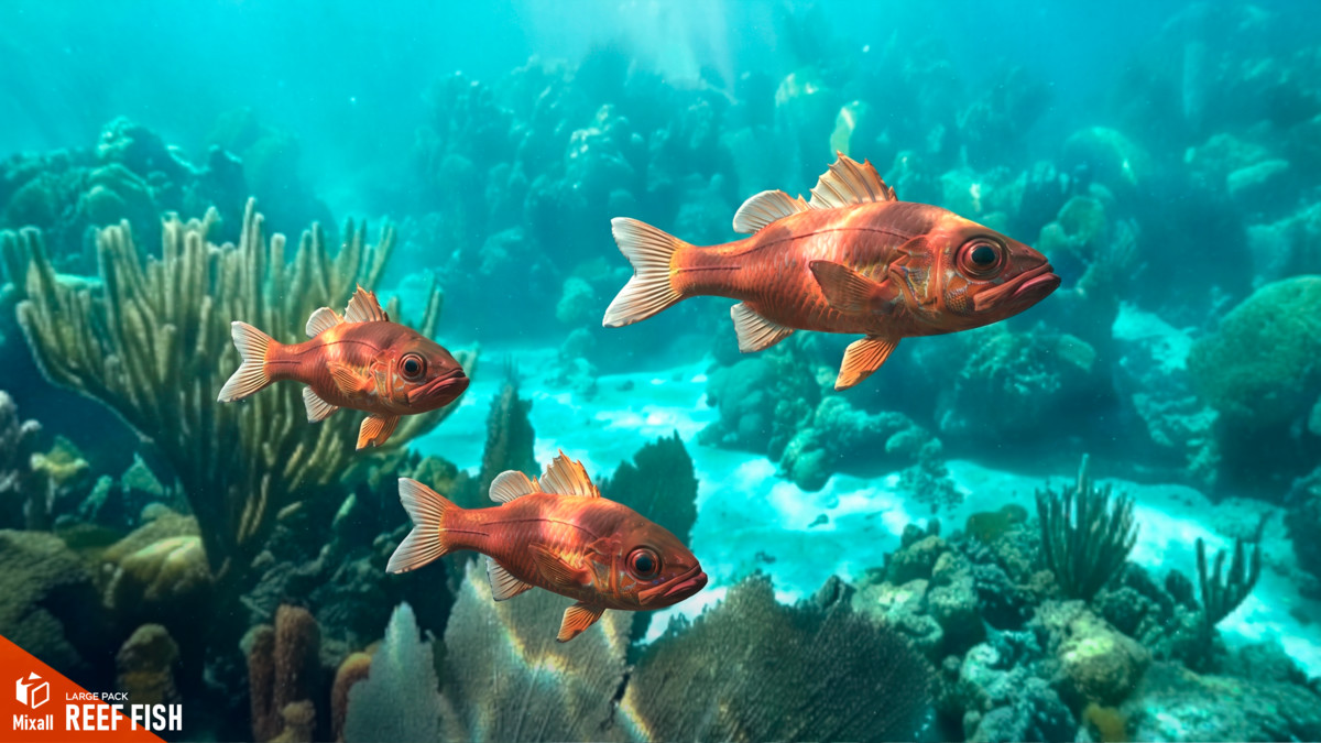 Reef fish - large pack