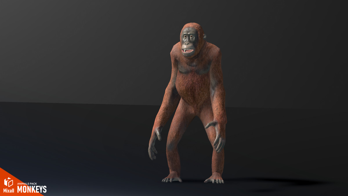 Monkeys - animals pack