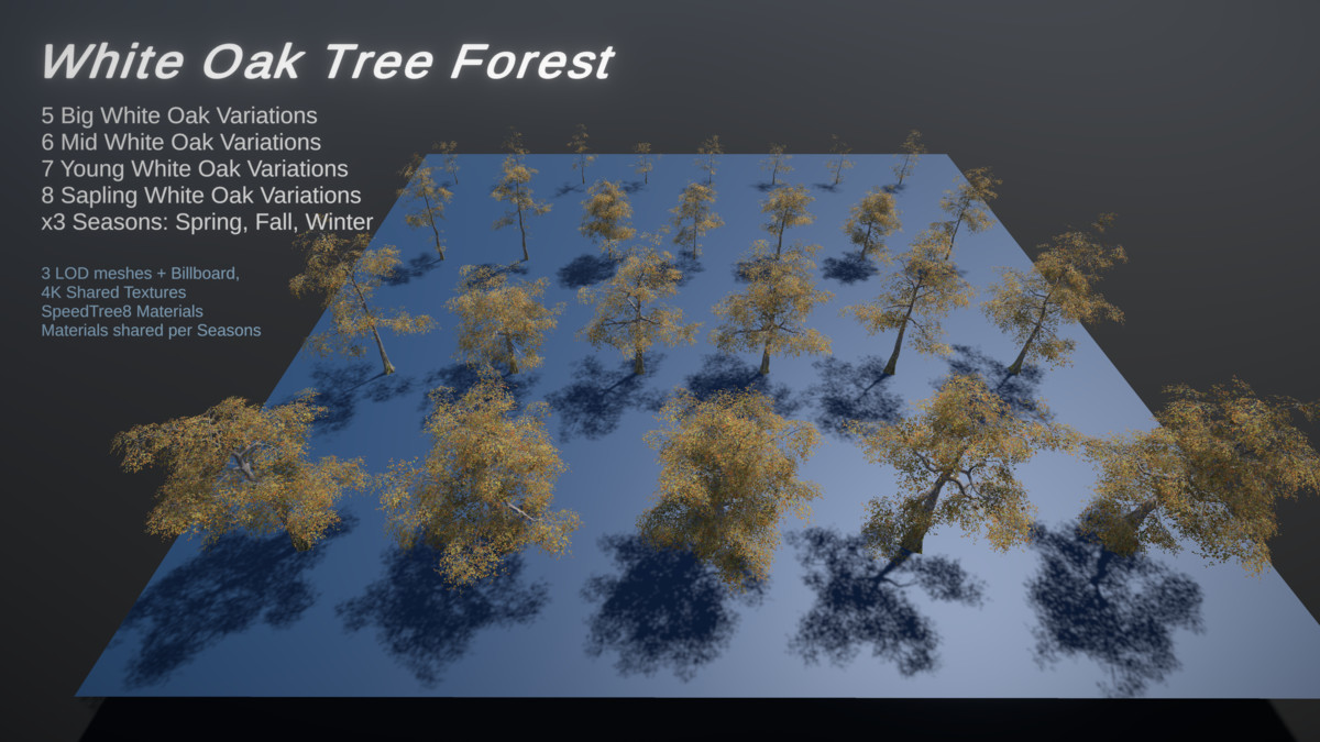 Broadleaf Forest
