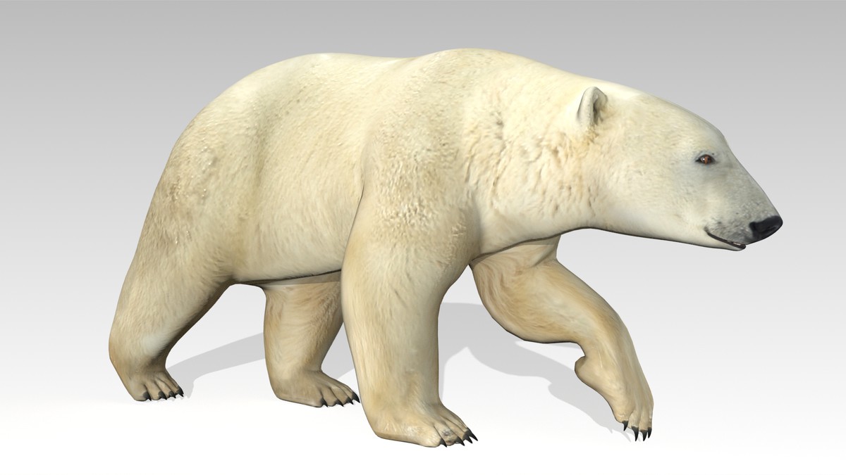 Polar Bear Animated