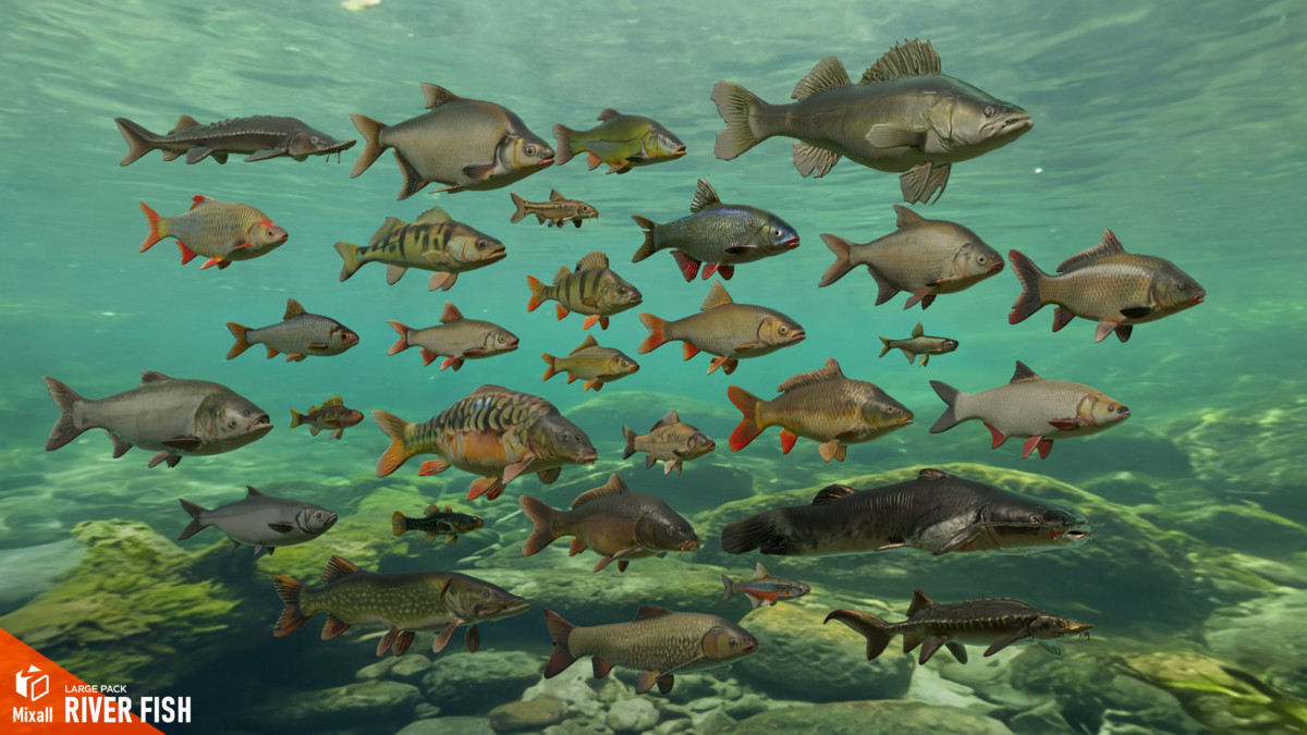 River fish - large pack