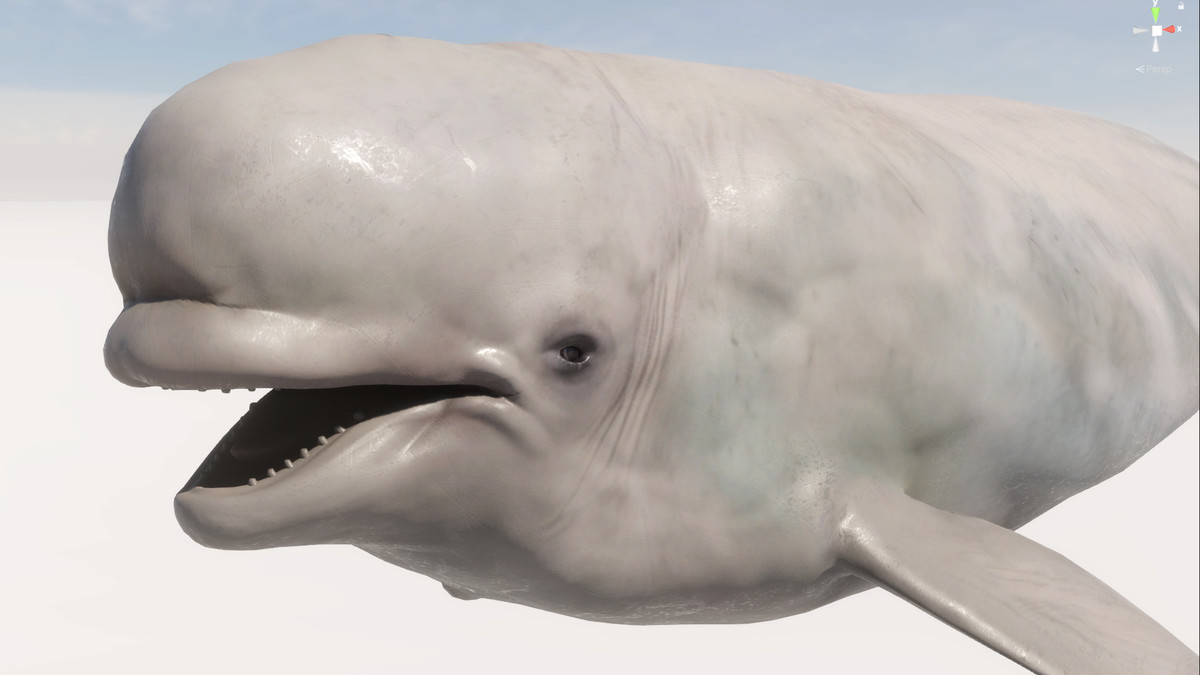 Beluga Whale with Spline System