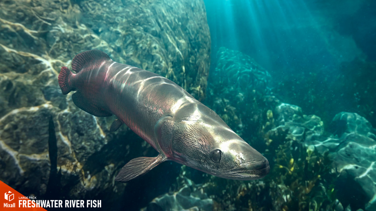 Freshwater river fish - large pack