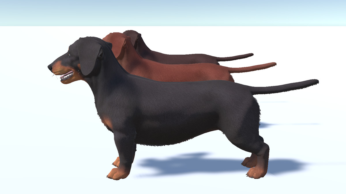 Dog -- Dachshund