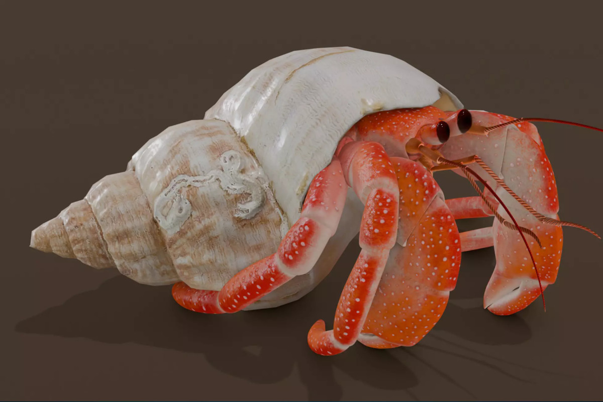 Animated sealife bundle